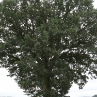 Zilveren Kijker 26-06-2018 (247)